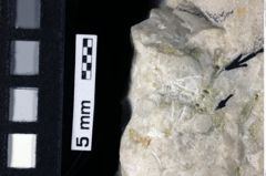 Foto (Detailansicht) von ? Abyssophthalmus sp. (NHMW-GEO-1990-0041-0207)